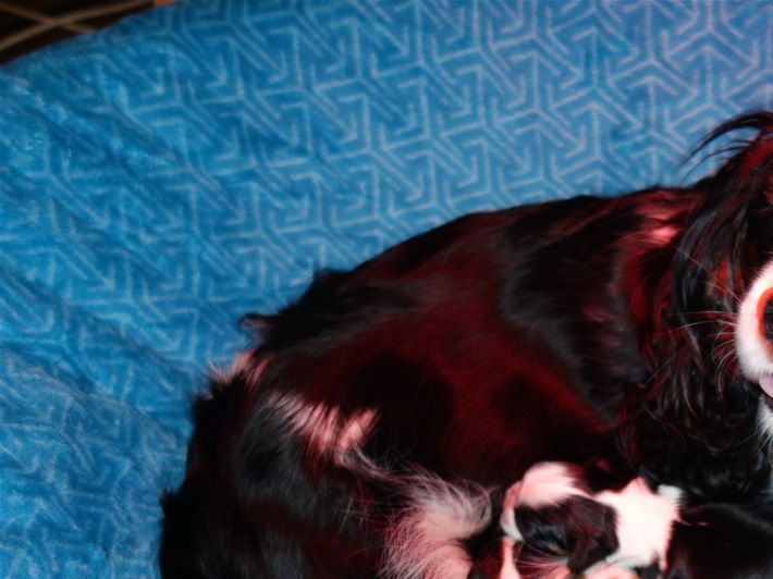 Lily et ses bébés