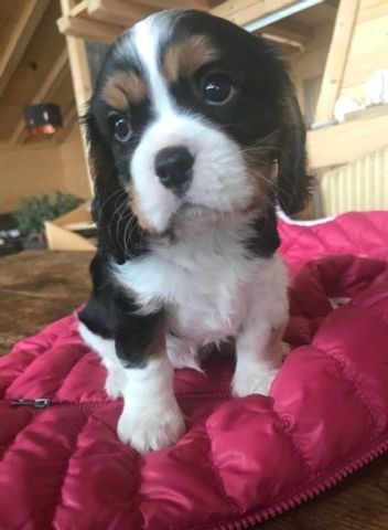 Ludo le doux