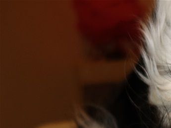 Une léchouille d'amour à bébé