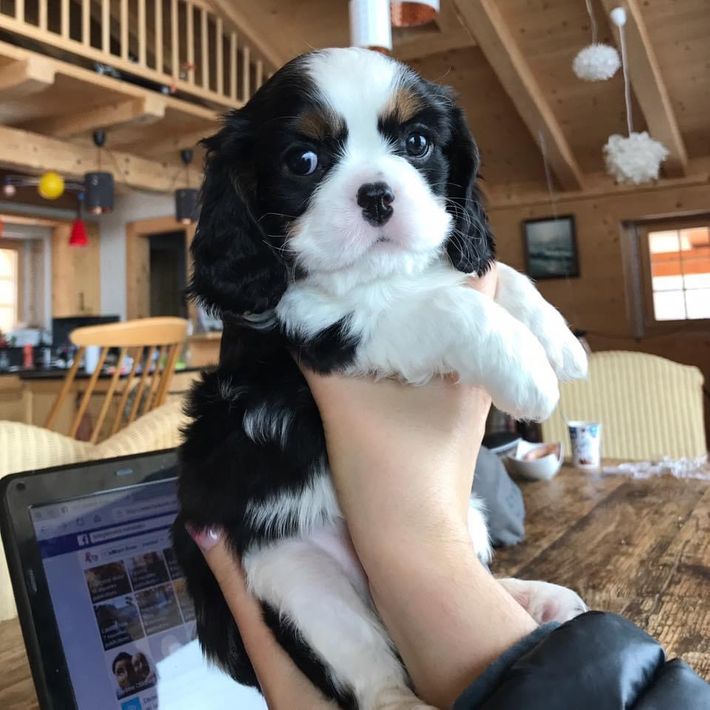 Leo le beau