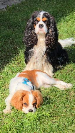 Leo, cavalier king charles tricolor - Beauté - santé - loyauté