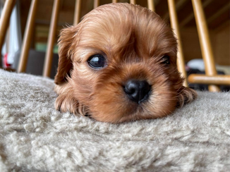 Poppy de la Goutte de Lumière - Cavalier King Charles né en mai 2021